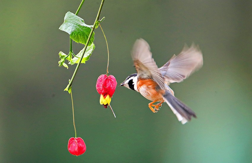 蔓性风铃花