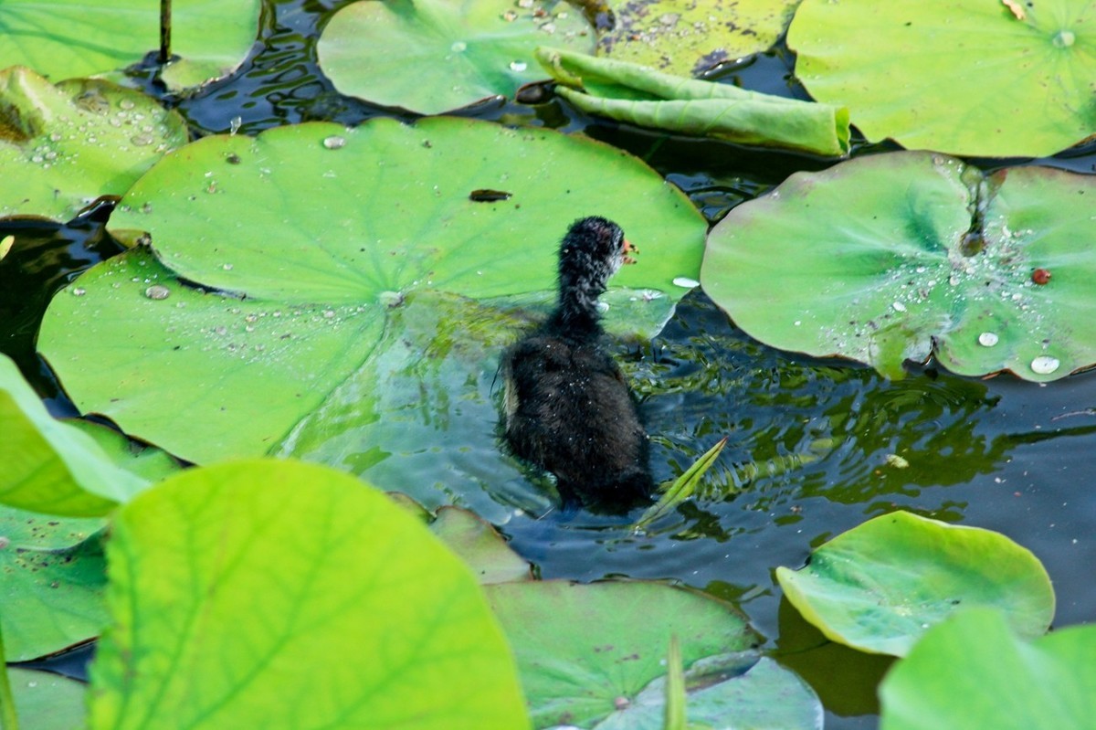 明湖随拍——孤独的小水鸡