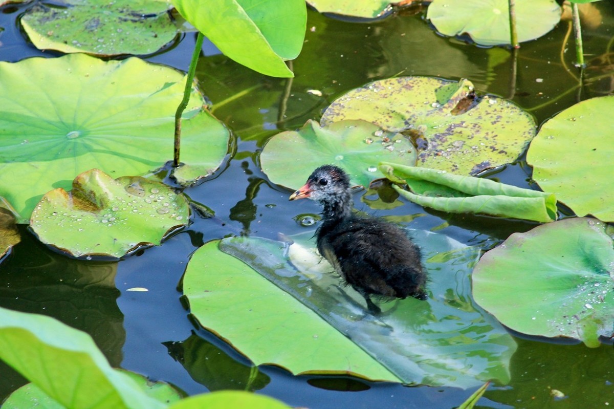明湖随拍——孤独的小水鸡