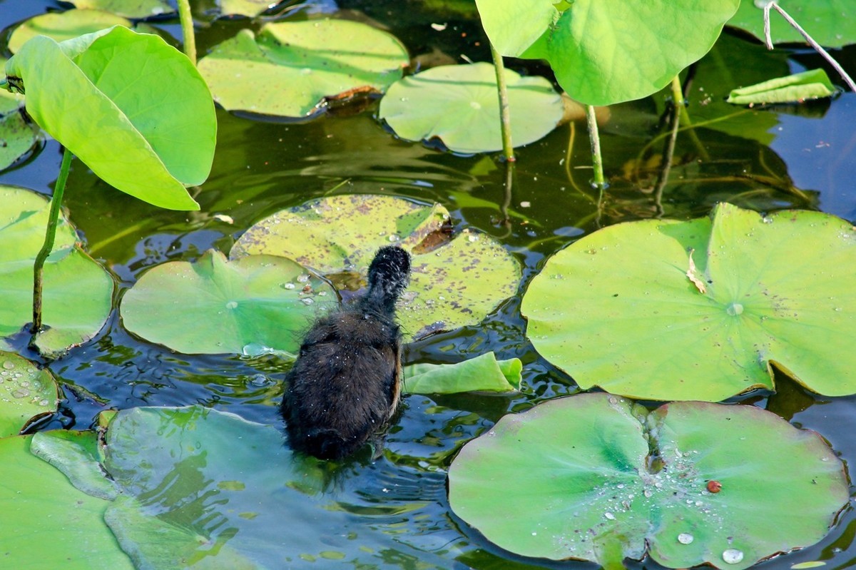 明湖随拍——孤独的小水鸡