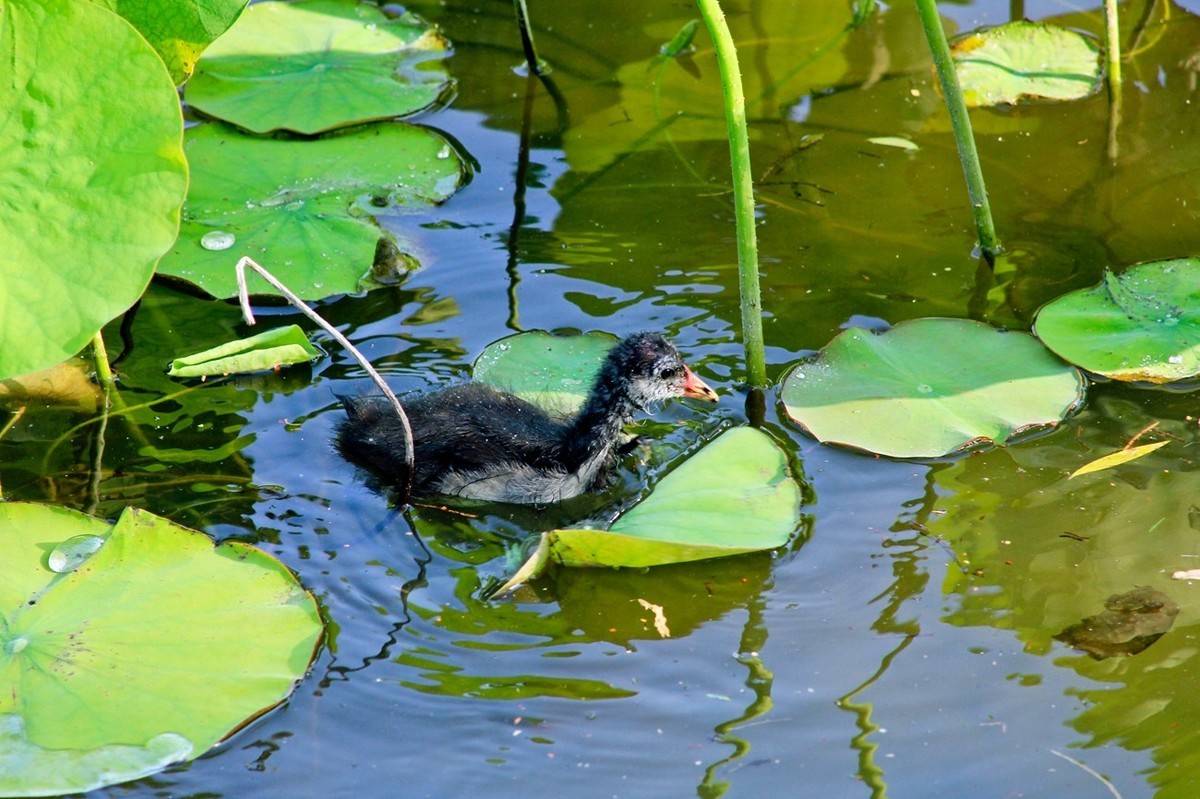 明湖随拍——孤独的小水鸡