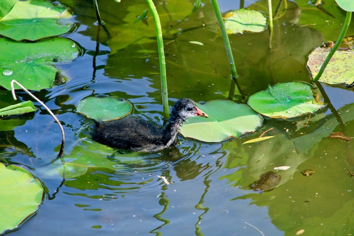 明湖随拍——孤独的小水鸡