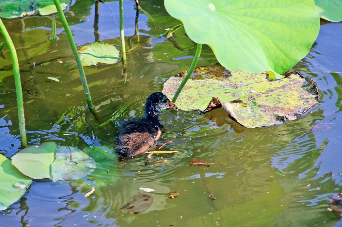 明湖随拍——孤独的小水鸡