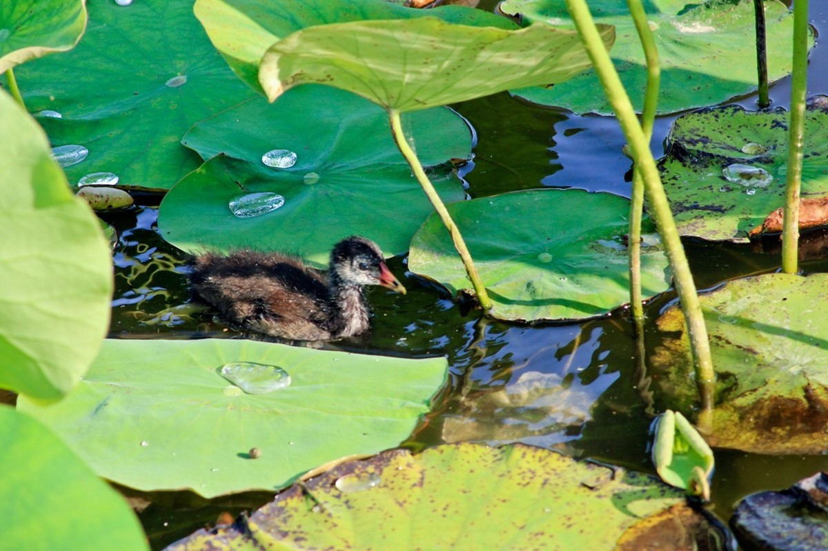 明湖随拍——孤独的小水鸡