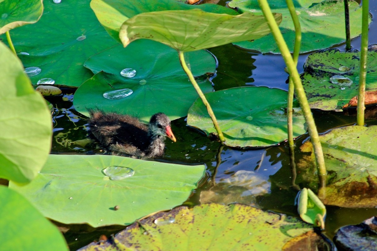 明湖随拍——孤独的小水鸡