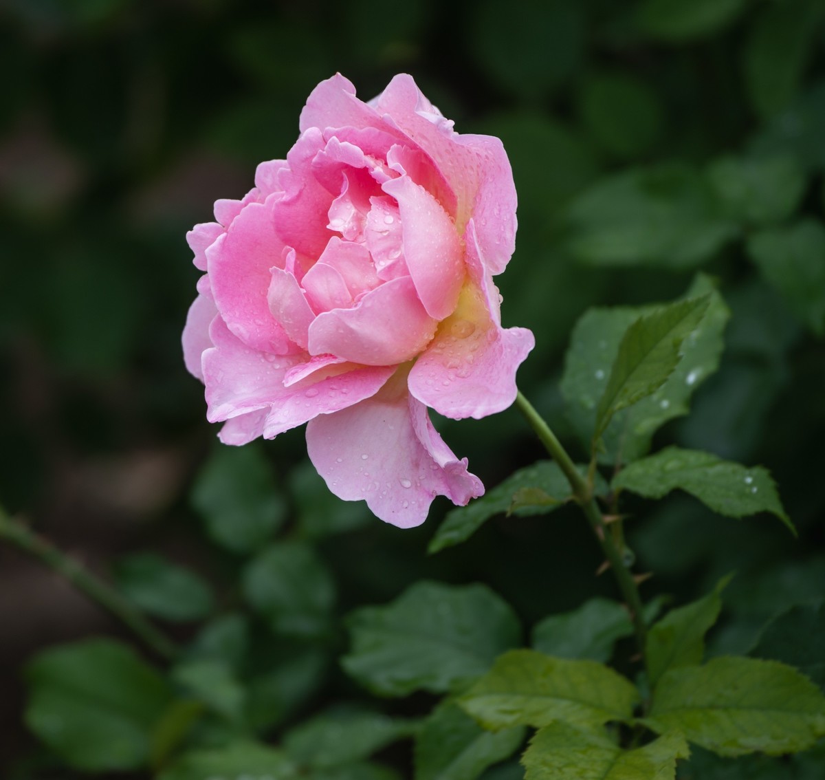 雨中的月季娇滴滴
