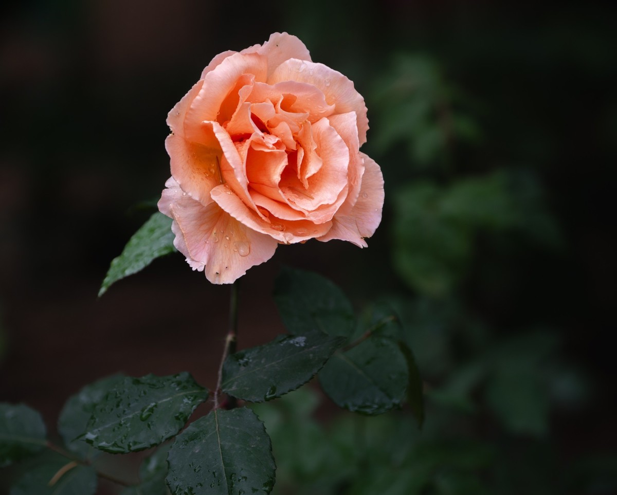 雨中的月季娇滴滴