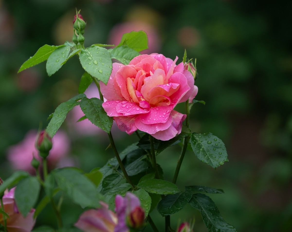 雨中的月季娇滴滴