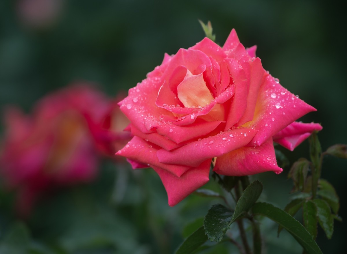 雨中的月季娇滴滴