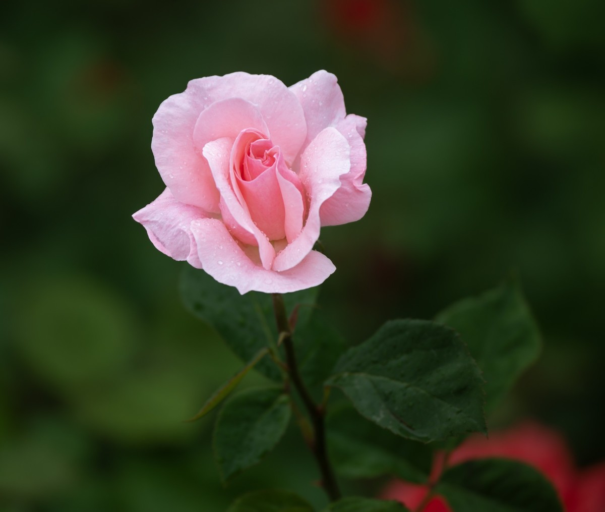 雨中的月季娇滴滴