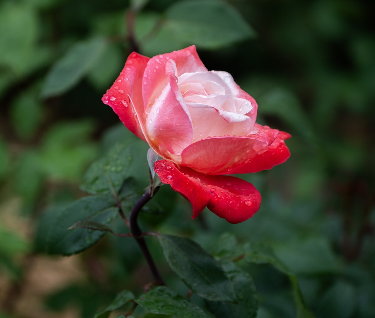 雨中的月季娇滴滴