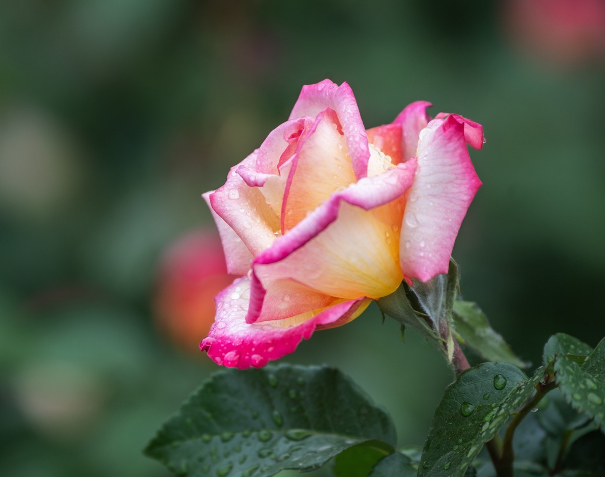 雨中的月季娇滴滴