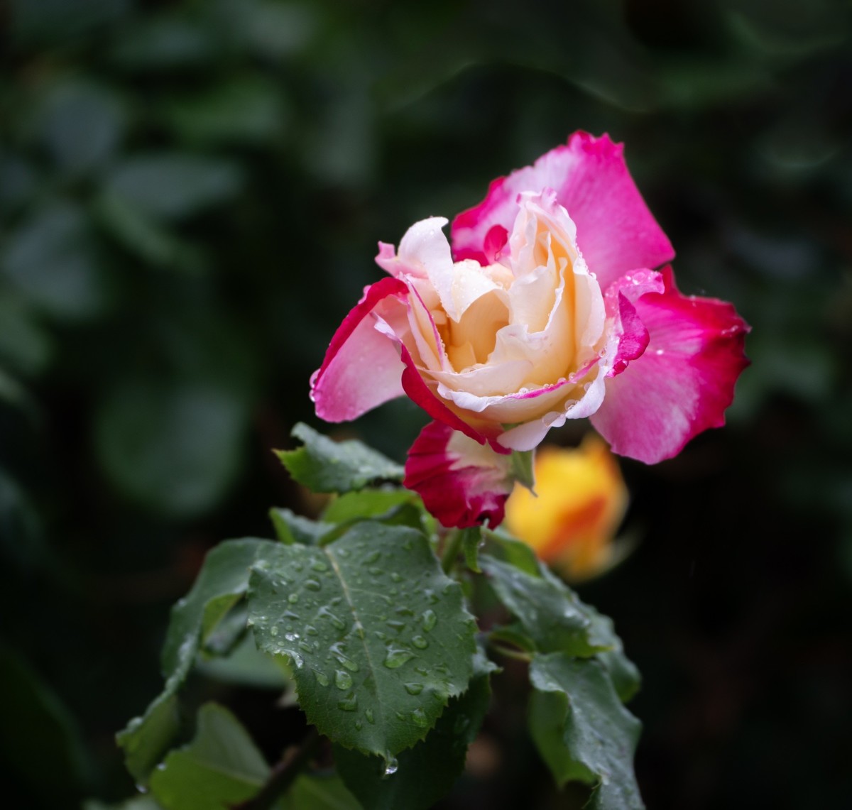 雨中的月季娇滴滴