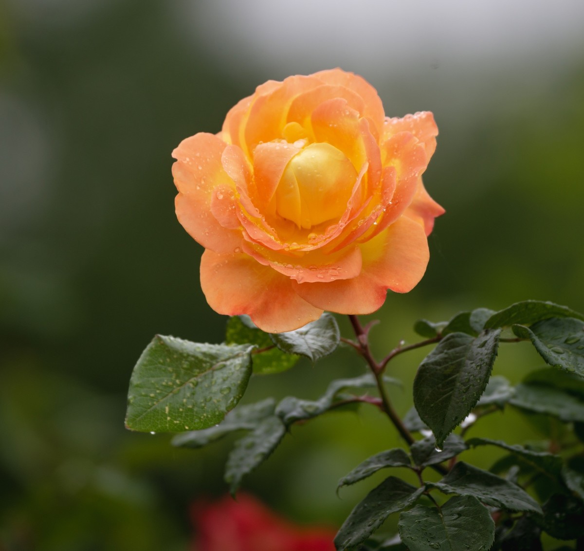 雨中的月季娇滴滴