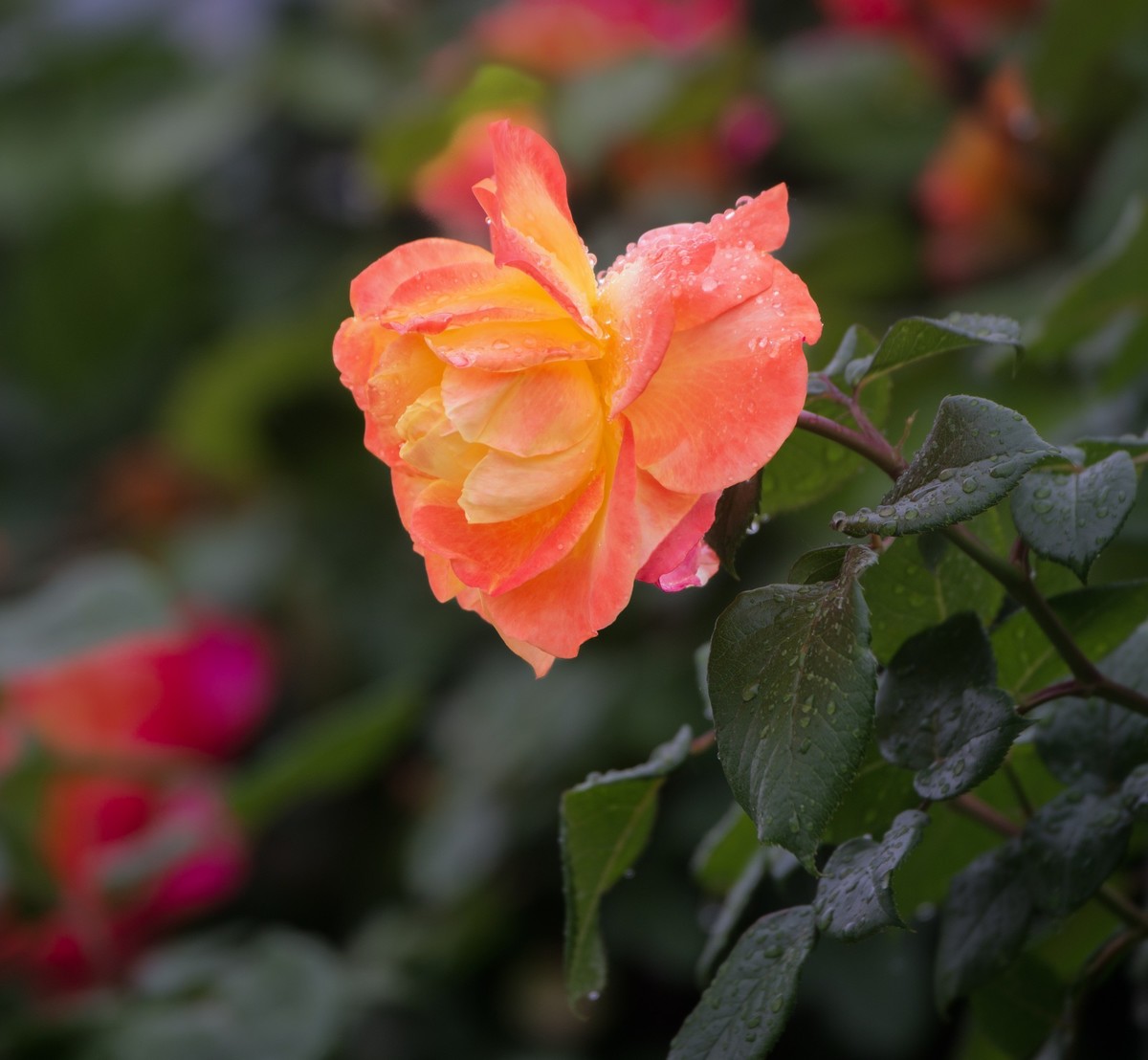 雨中的月季娇滴滴