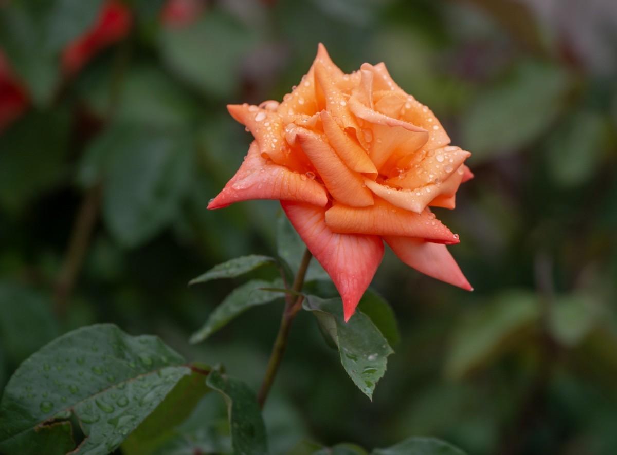 雨中的月季娇滴滴