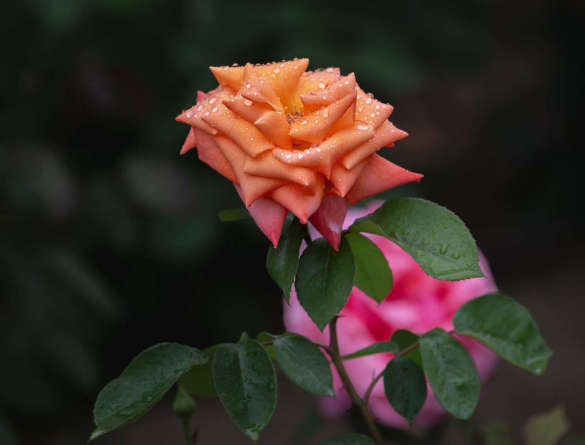 雨中的月季娇滴滴