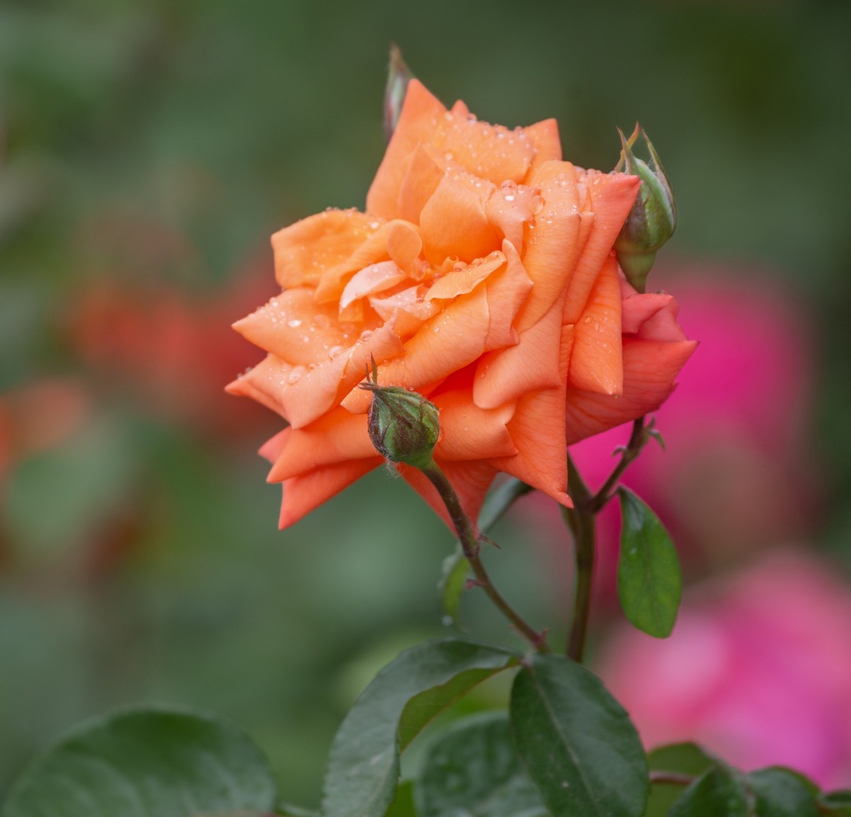 雨中的月季娇滴滴