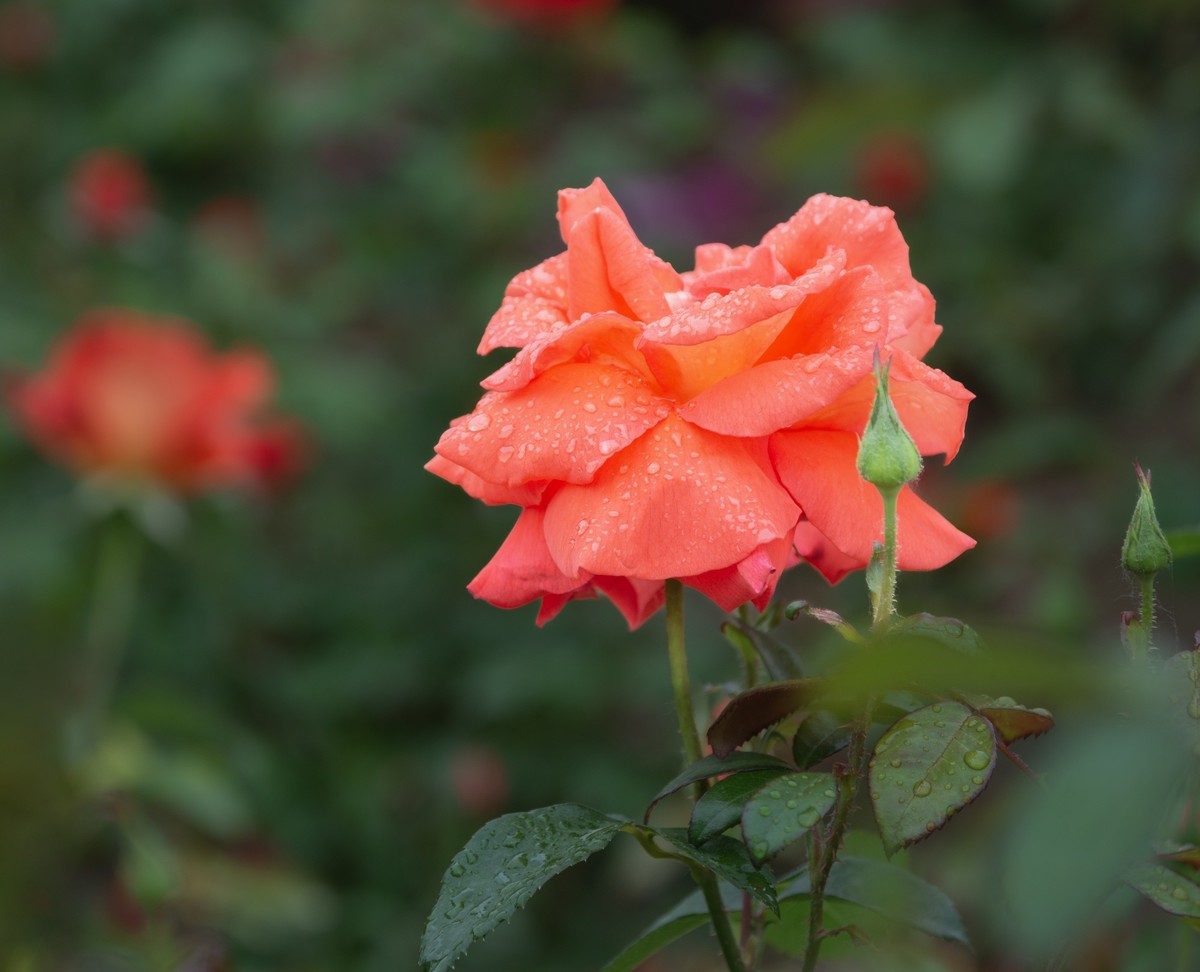 雨中的月季娇滴滴