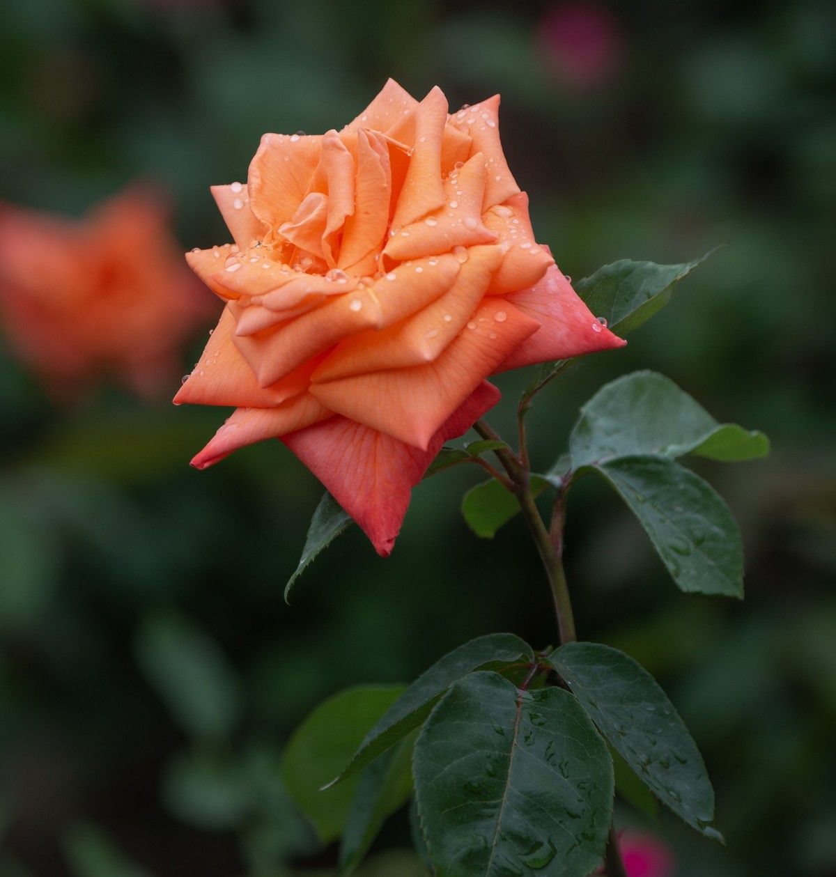 雨中的月季娇滴滴