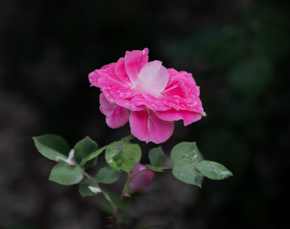 雨中的月季娇滴滴