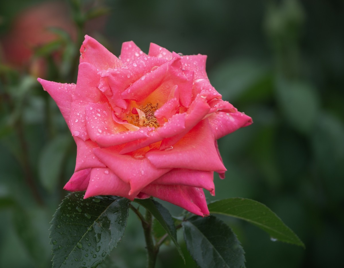 雨中的月季娇滴滴