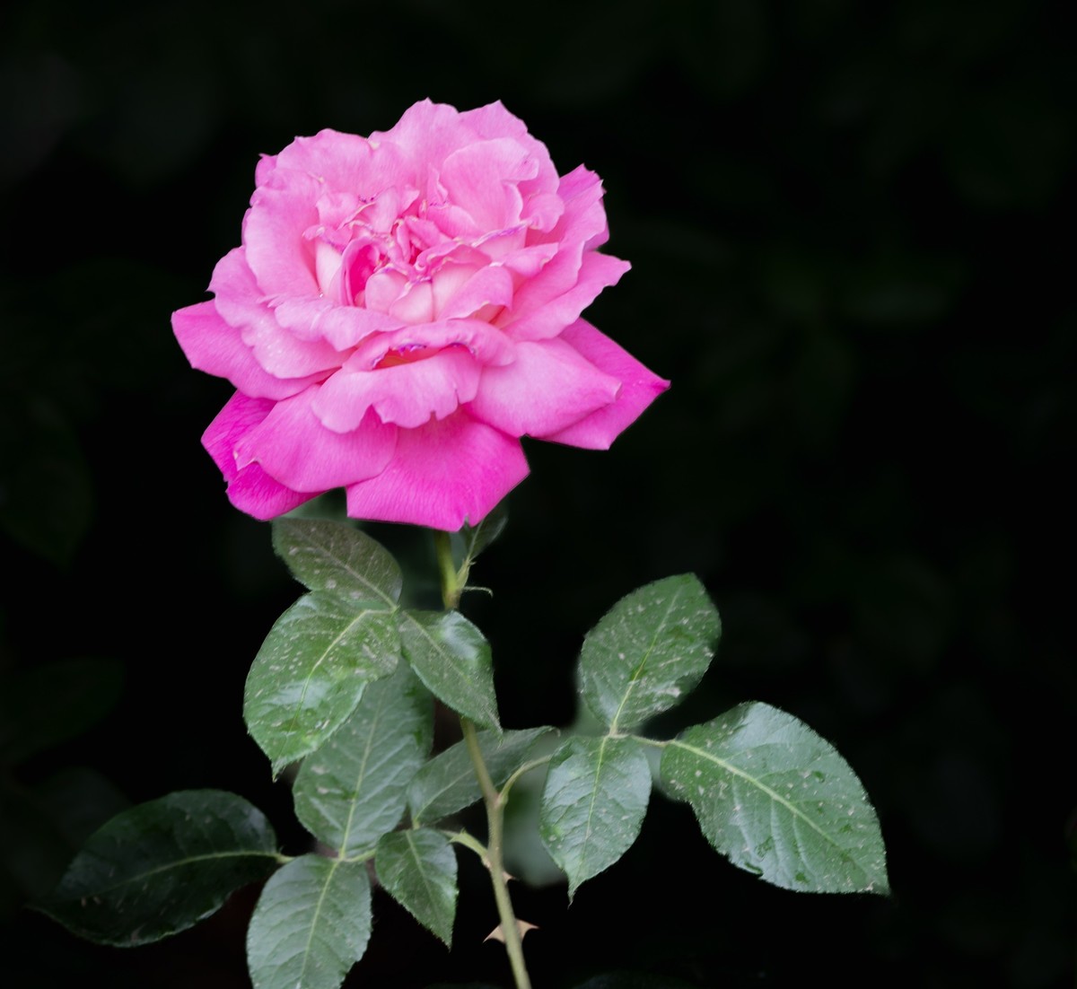 雨中的月季娇滴滴
