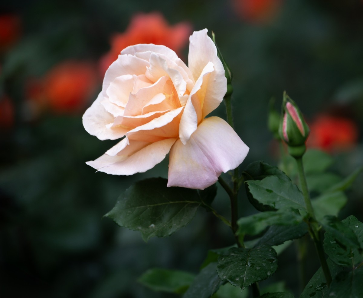 雨中的月季娇滴滴