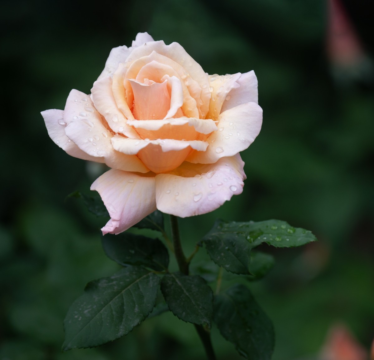 雨中的月季娇滴滴