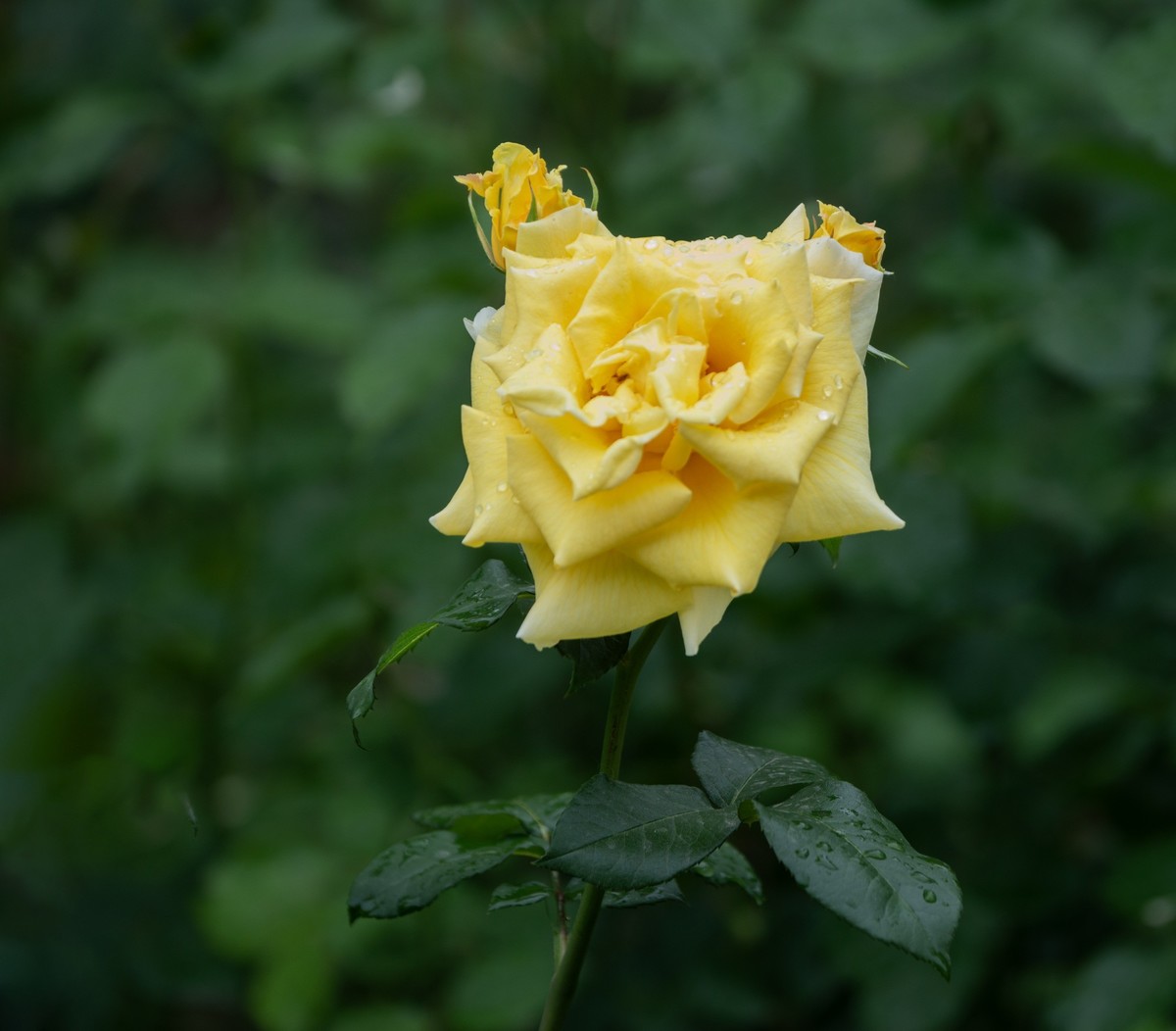 雨中的月季娇滴滴