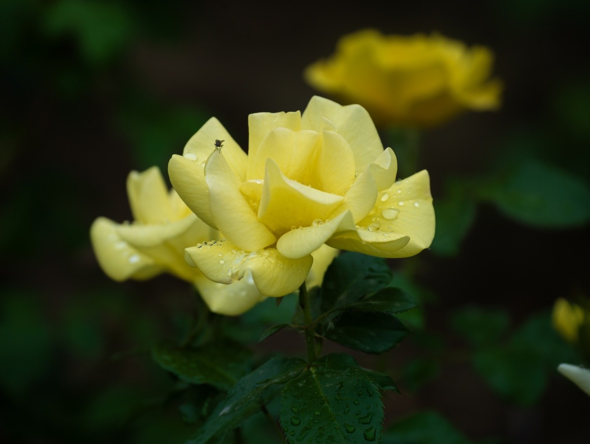 雨中的月季娇滴滴