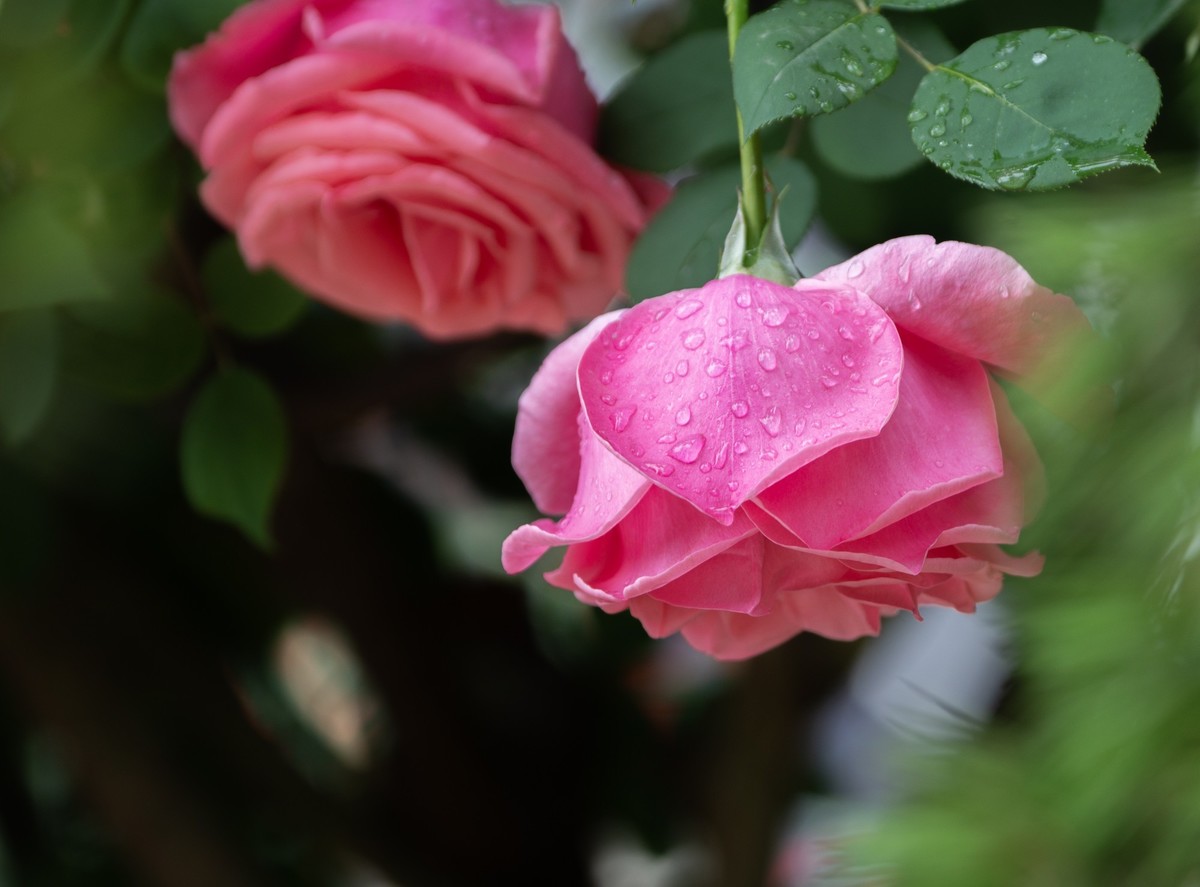 雨中的月季娇滴滴