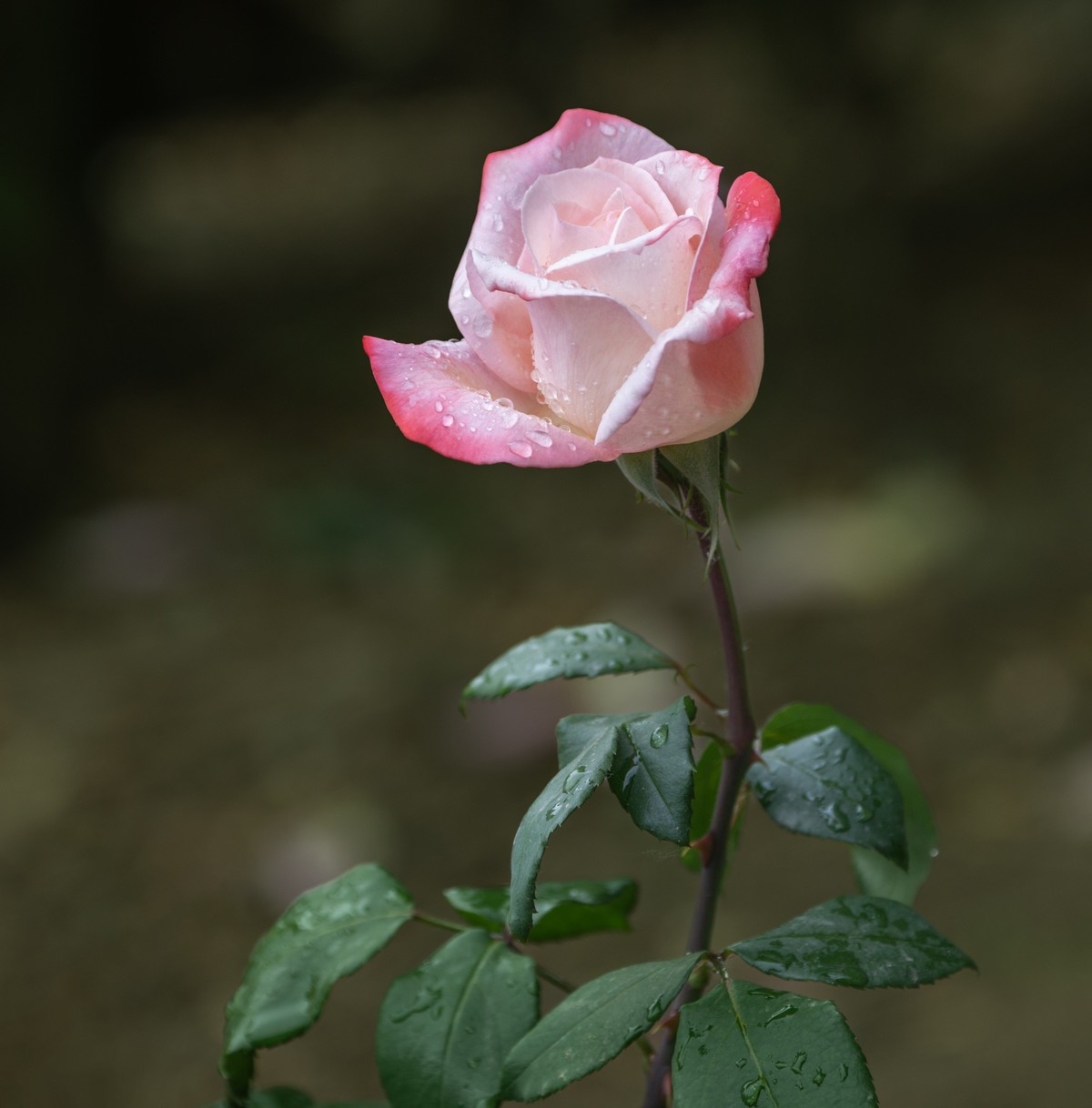 雨中的月季娇滴滴