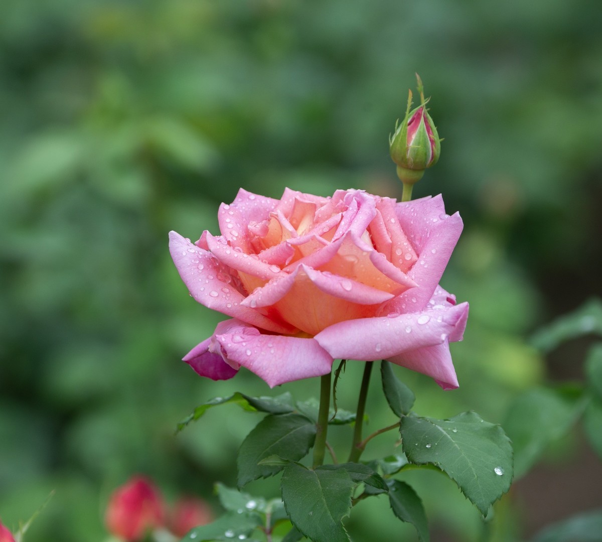 雨中的月季娇滴滴