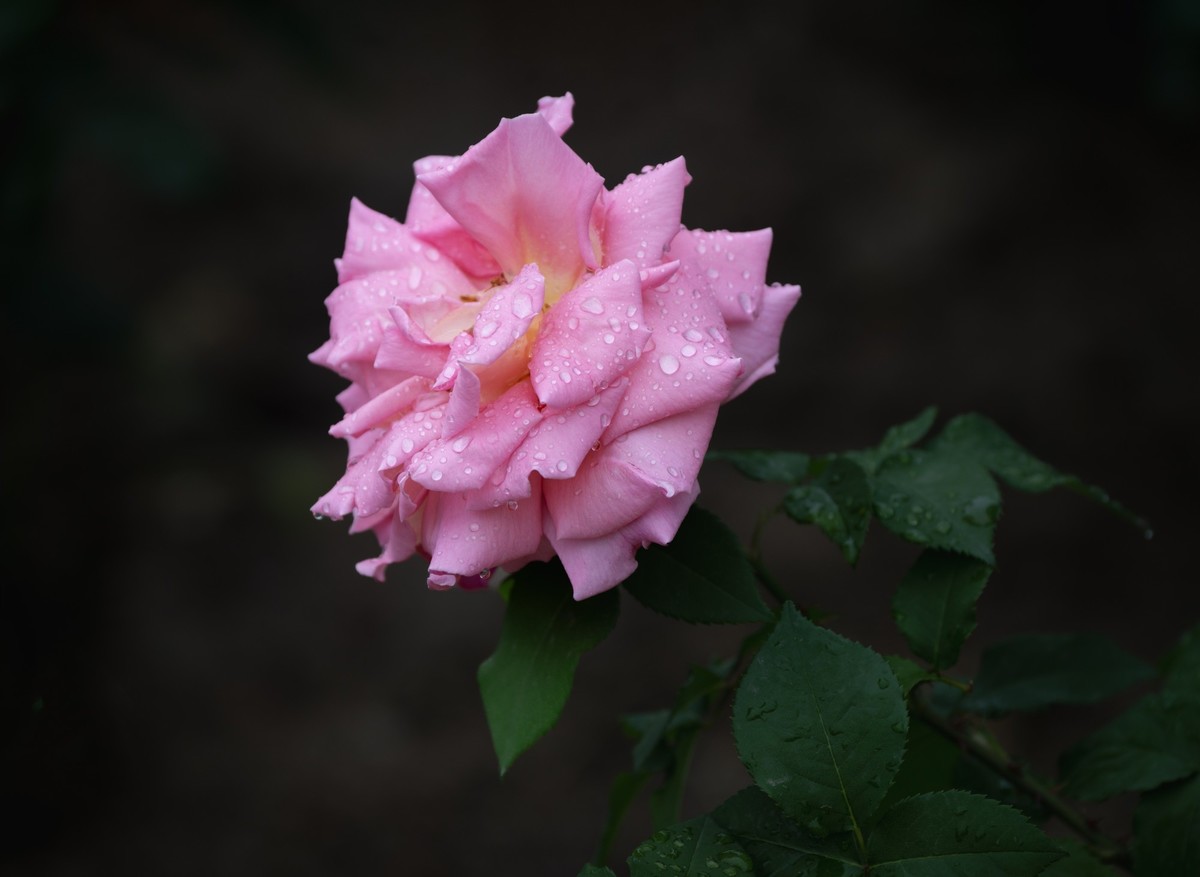 雨中的月季娇滴滴
