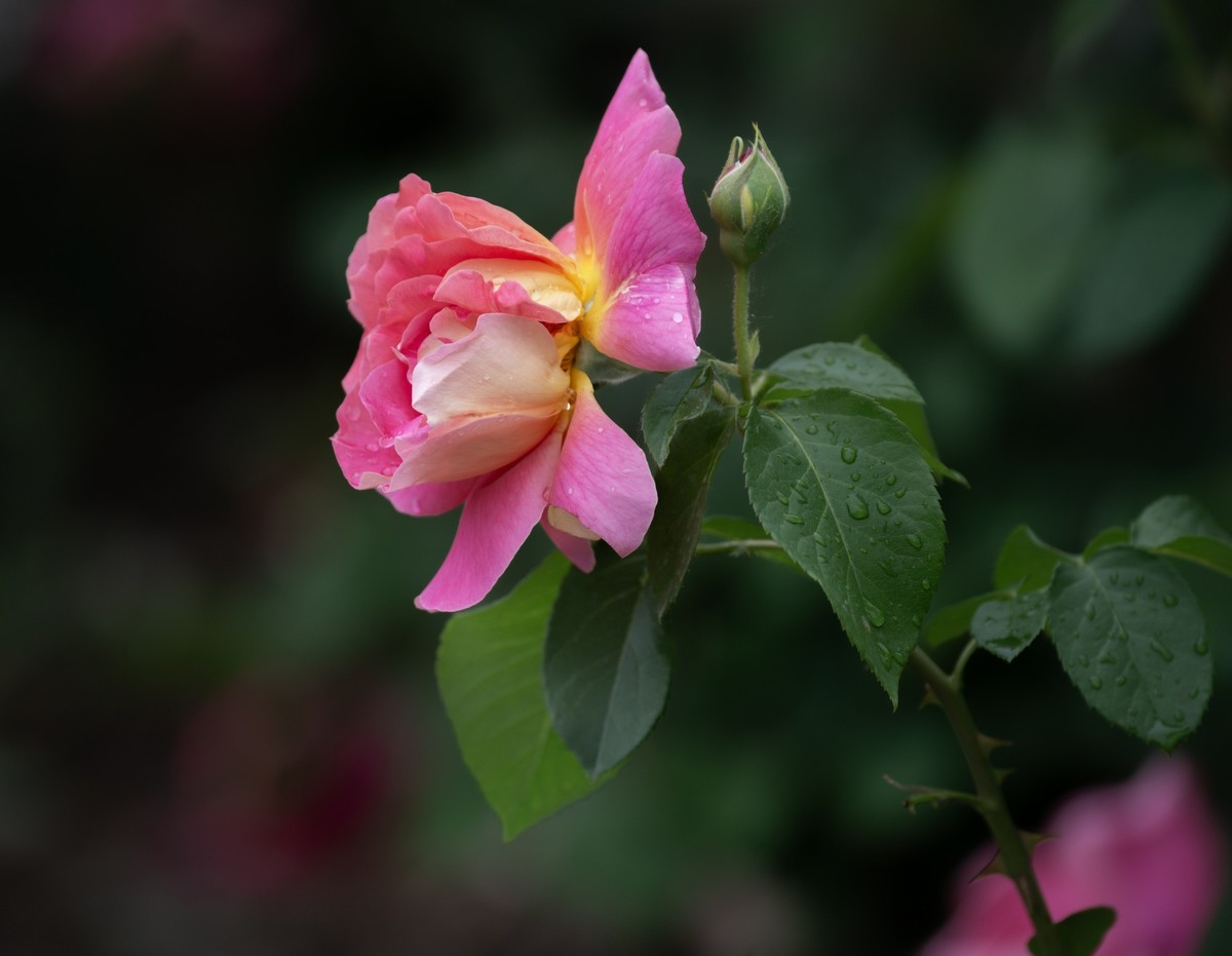 雨中的月季娇滴滴