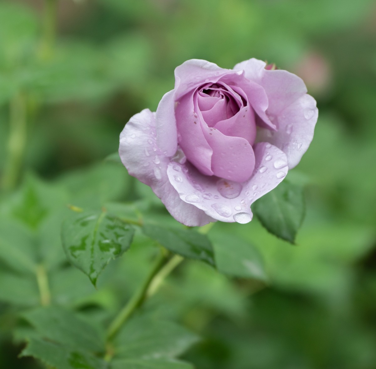 雨中的月季娇滴滴