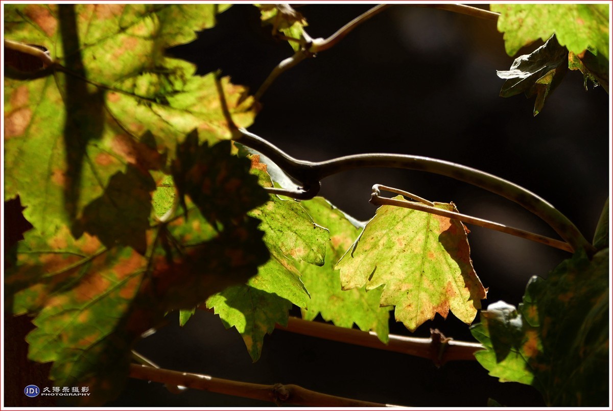 2024-（200）全国文明村恰勒瓦西（一）