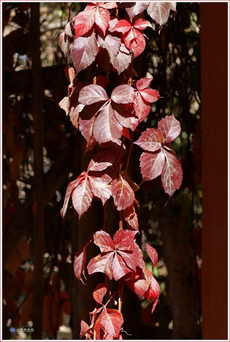 2024-（201）全国文明村恰勒瓦西（二）