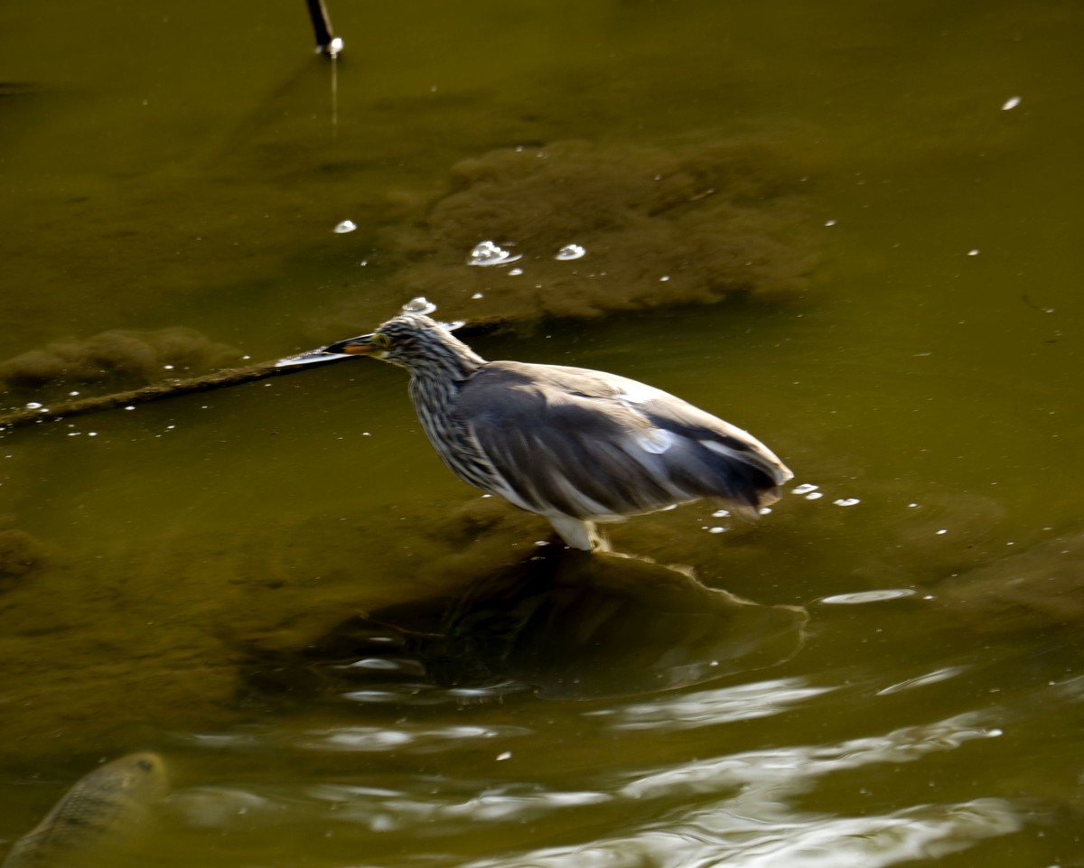 流化湖池鹭（二）