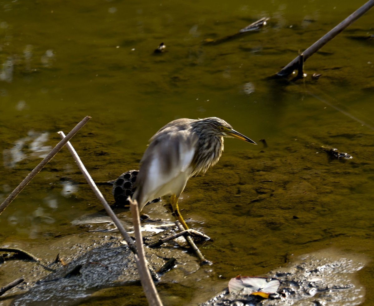 流化湖池鹭（二）