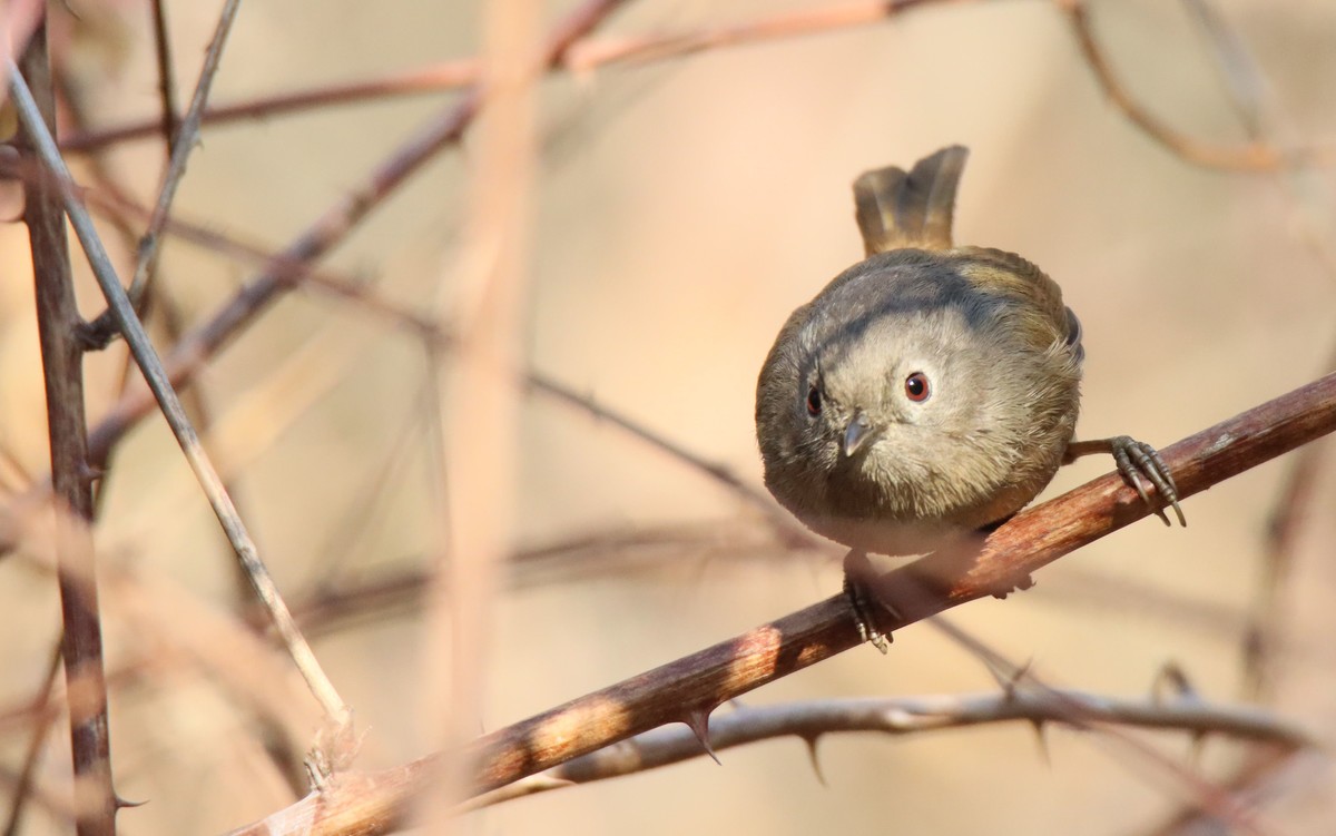红嘴相思鸟-2更正