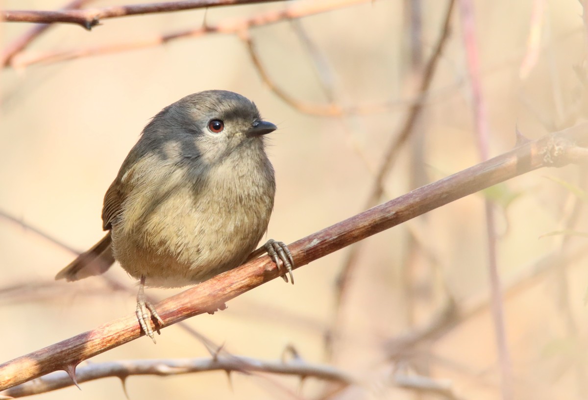 红嘴相思鸟-2更正