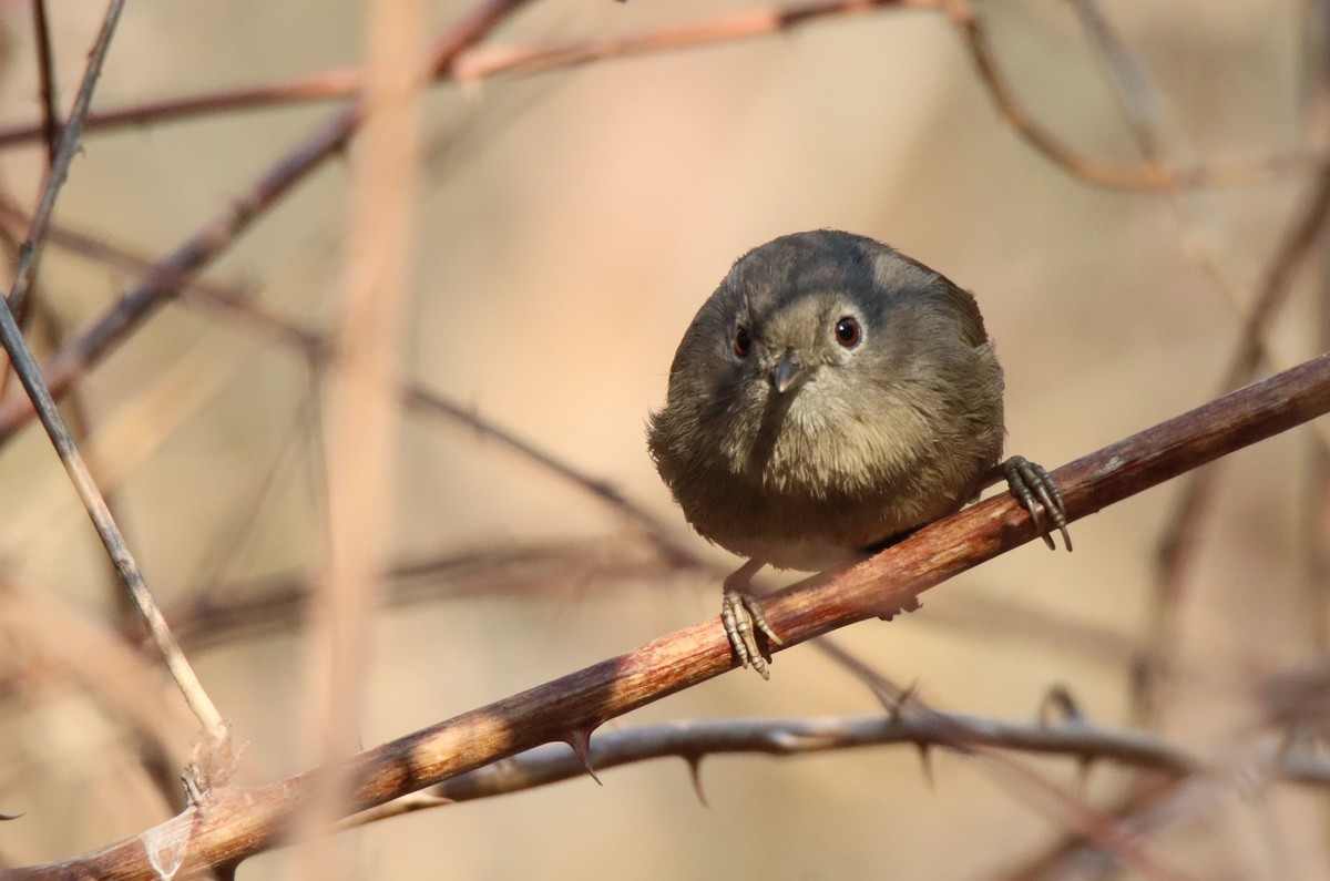 红嘴相思鸟-2更正