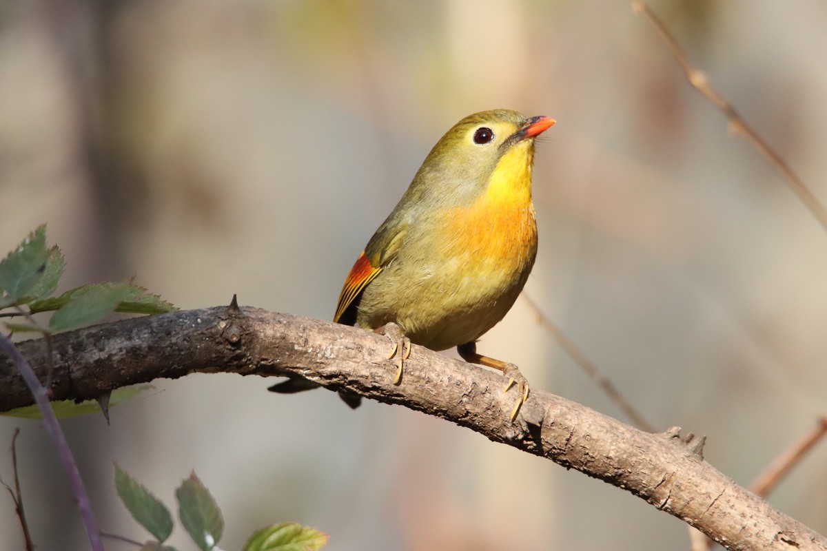 红嘴相思鸟-2更正