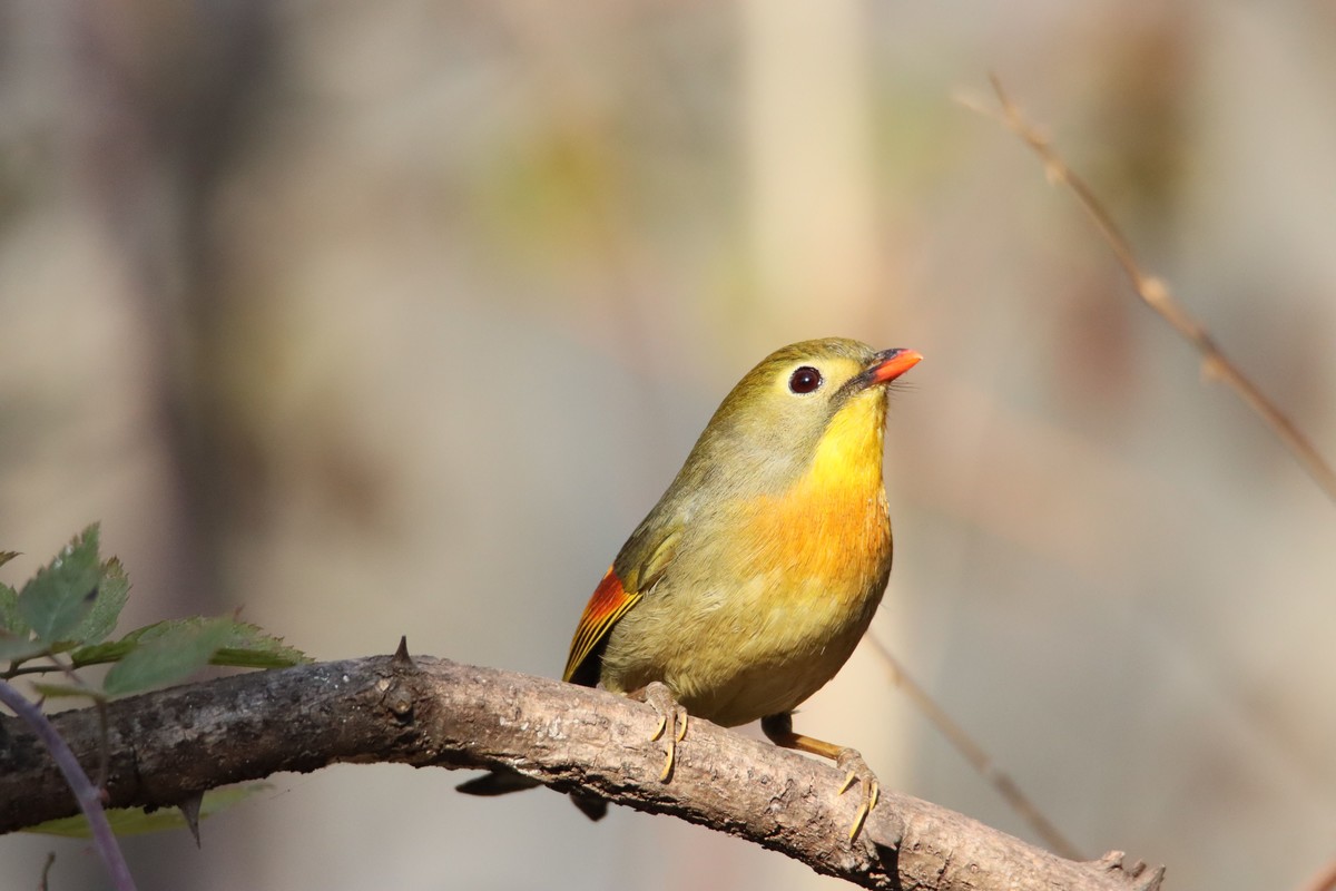 红嘴相思鸟-2更正