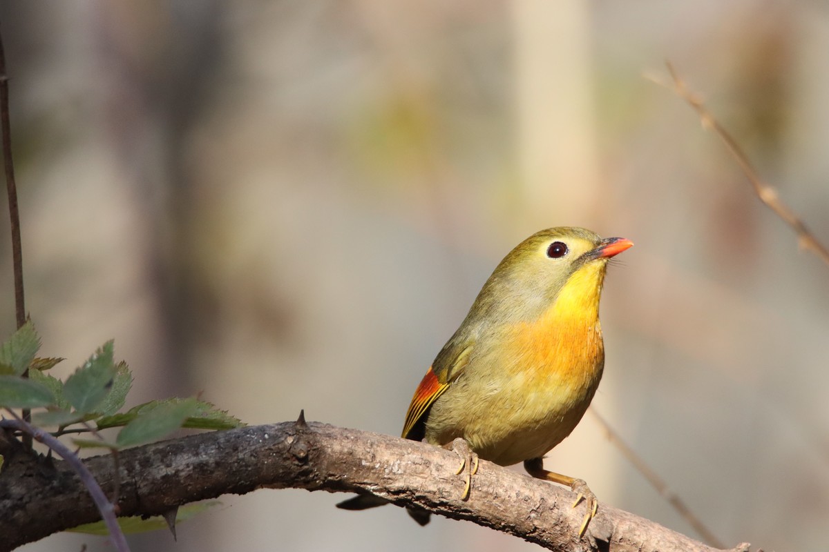 红嘴相思鸟-2更正