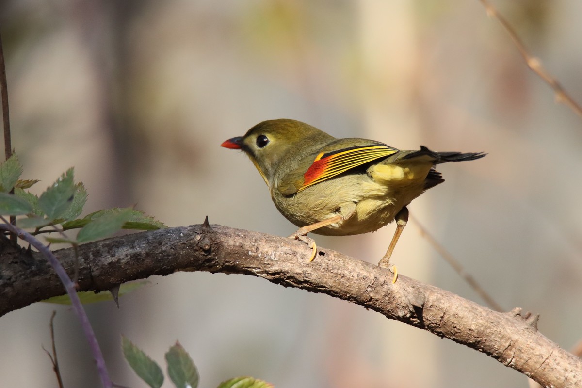 红嘴相思鸟-2更正