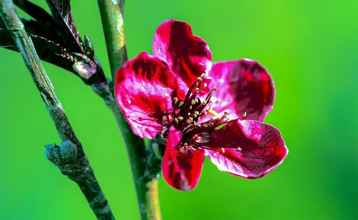 花                                       卉