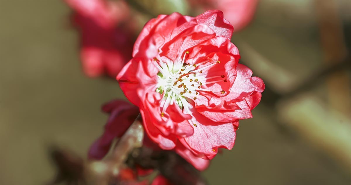 花                                       卉